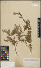 Foto von Salix repens subsp. incubacea (L.) A. Neumann